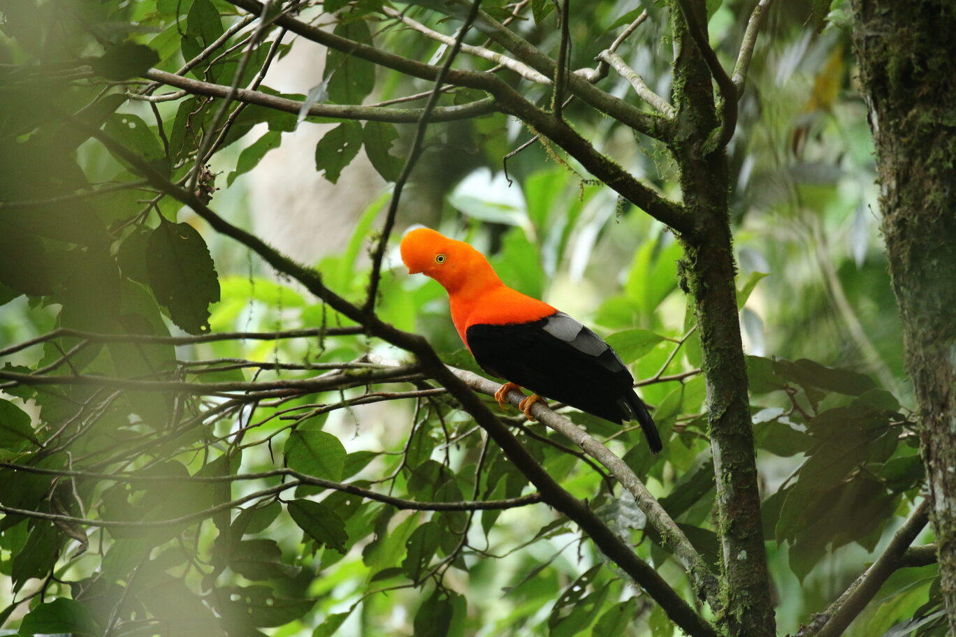 ANDEAN-COCK-OF-THE-ROCK